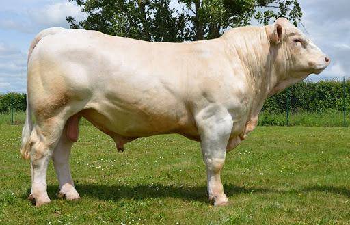 法国夏洛莱牛当然,在创造比利时蓝牛的时候,科学家还并不了解这些