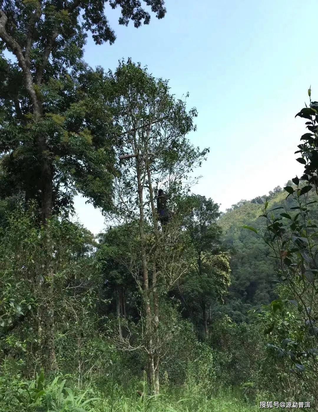 源勐"普洱茶中长颈鹿"的高杆古树茶,究竟有什么样的魅力?