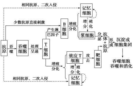 浙江教师招聘:生物《高中生物免疫调节知识点》