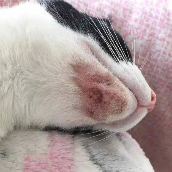 "煤渣"一样的东西,其实就是猫毛囊炎,俗称猫黑下巴,亦称猫粉刺,猫痤疮