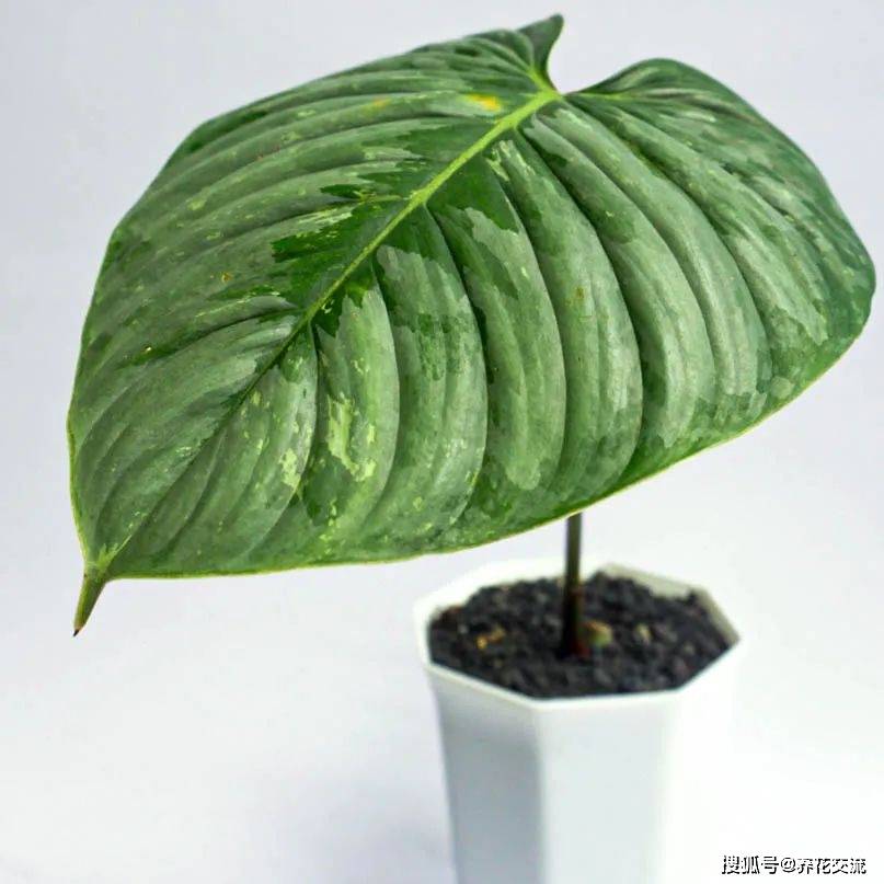 原创蔓绿绒品种大全这观叶植物这么好养总有一种适合你