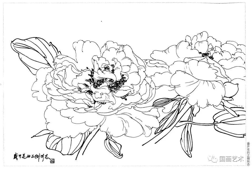 白描牡丹的画法