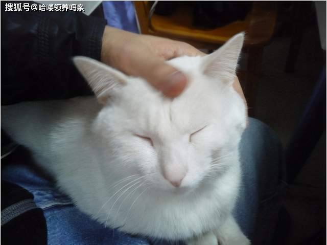 原创猫头是一个什么神奇的地方猫咪的头永远无法抗拒铲屎官的手