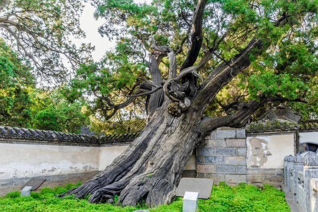 嵩阳书院汉封将军柏(大将军).图源:图虫创意