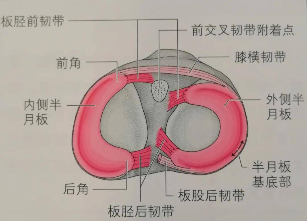 运动治疗 半月板因其外观如新月而得名,内侧半月板是半月形的"c"形状