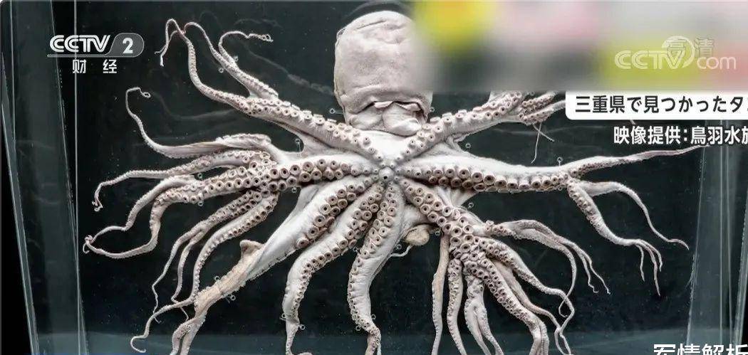 原创福岛出现变异生物,当地癌症发病增加百倍,日本还说核污水安全?