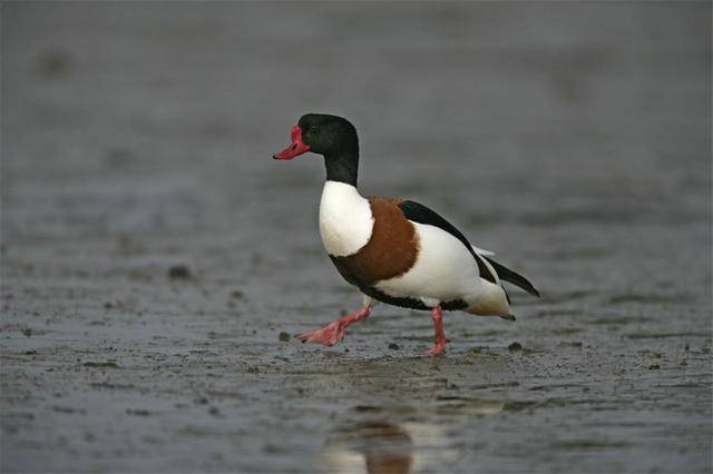 福建福宁湾首次发现8只水鸟红嘴巴向上翘100米外见人立即飞逃