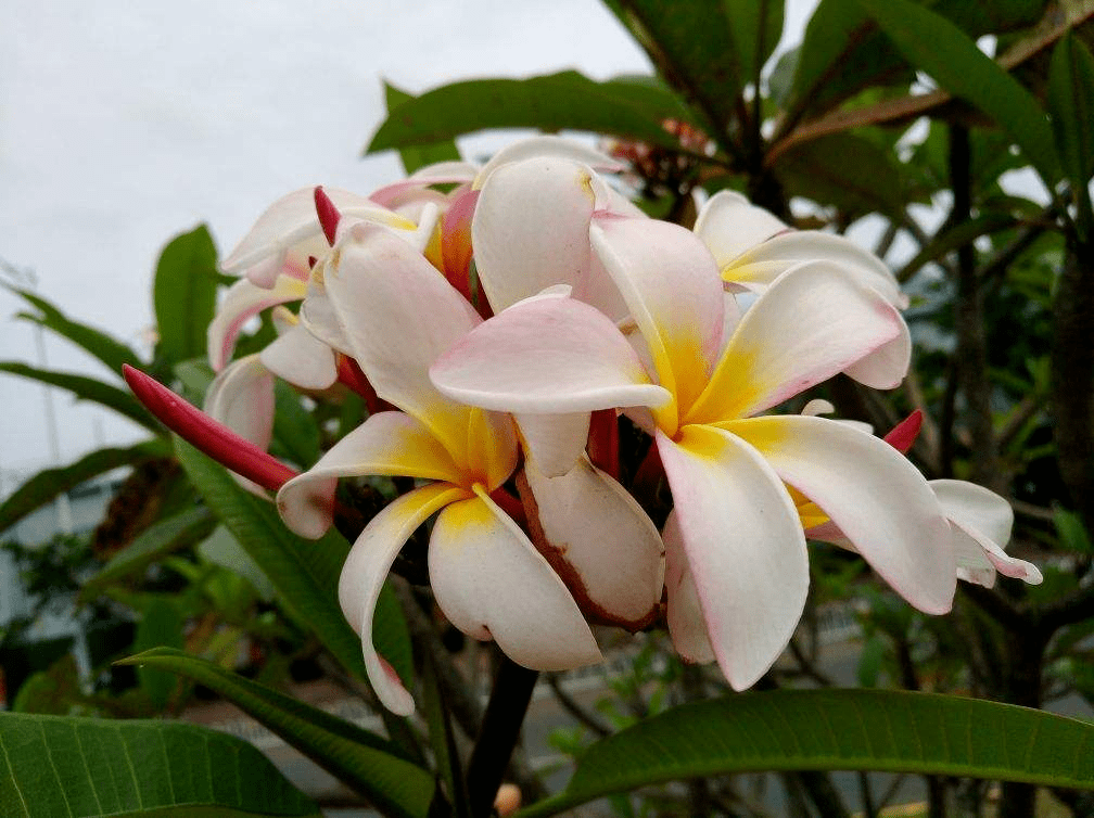 原创好看好养的鸡蛋花,开花像是鸡蛋黄,香味满屋