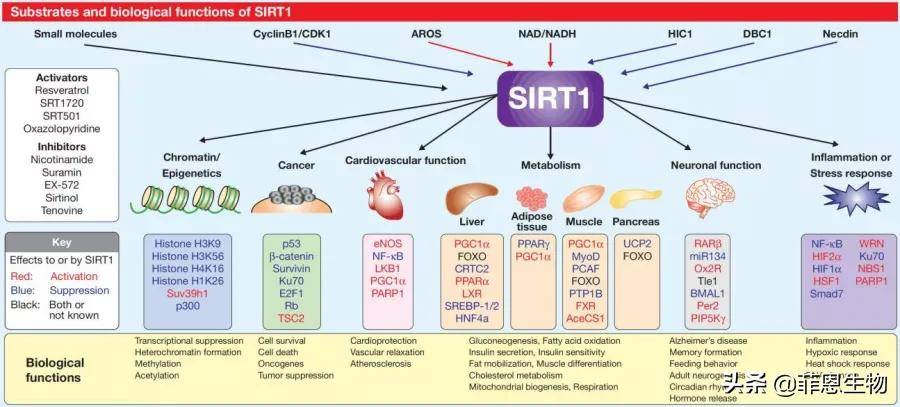 技术分享sirt1靶点检测详解