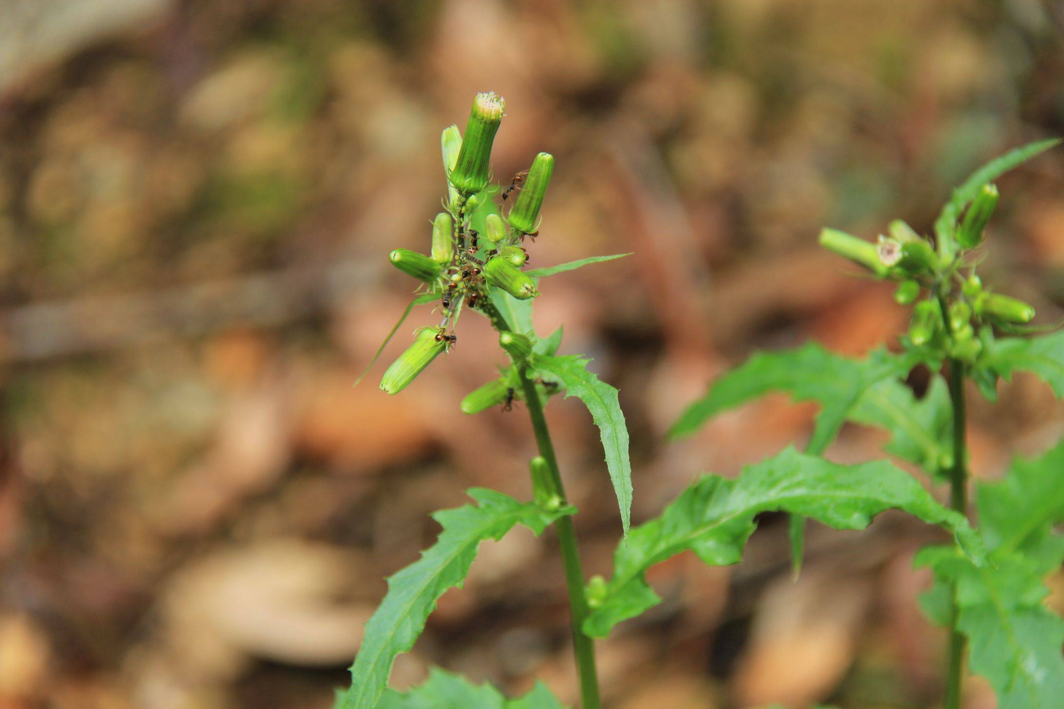 庆元植物1387-菊科-菊芹属-梁子菜