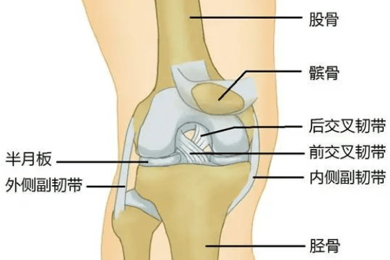 为什么受伤的总是它----脆弱的膝盖