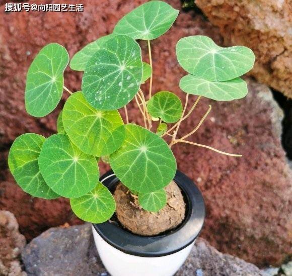 原创两种山乌龟叶子长得像荷花不短艄饪梢耘缆籼