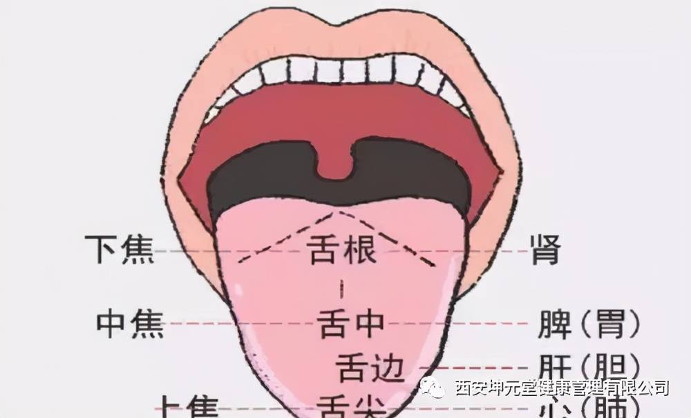 中医养生零基础学舌诊第一讲舌形和舌面