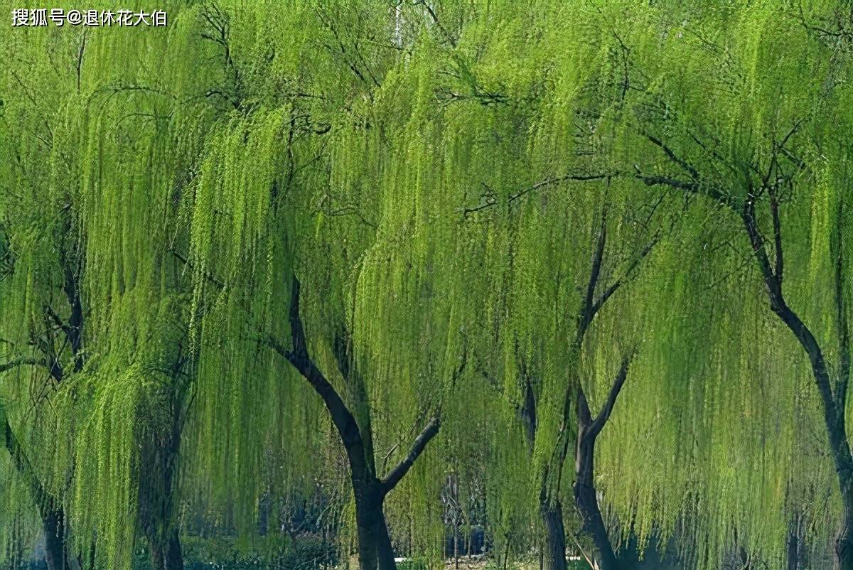 想制作天然生根水就拿柳树枝泡泡,养花效果一级棒