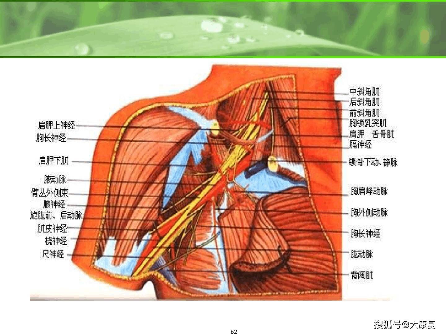 肩关节解剖