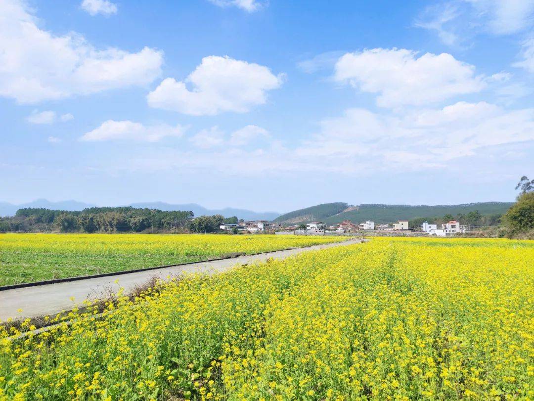 在韶关过大年重阳镇油菜花基地花开成海遍地金黄颜值美爆了