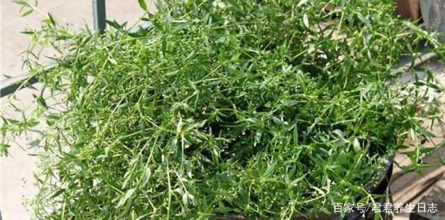 原创喜欢中医吗?你知道经常用蛇舌草泡水喝身体会有什么好的改变吗?