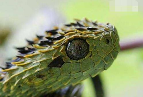原创世界上最帅的蛇基伍树蝰,身披彩鳞的铠甲勇士