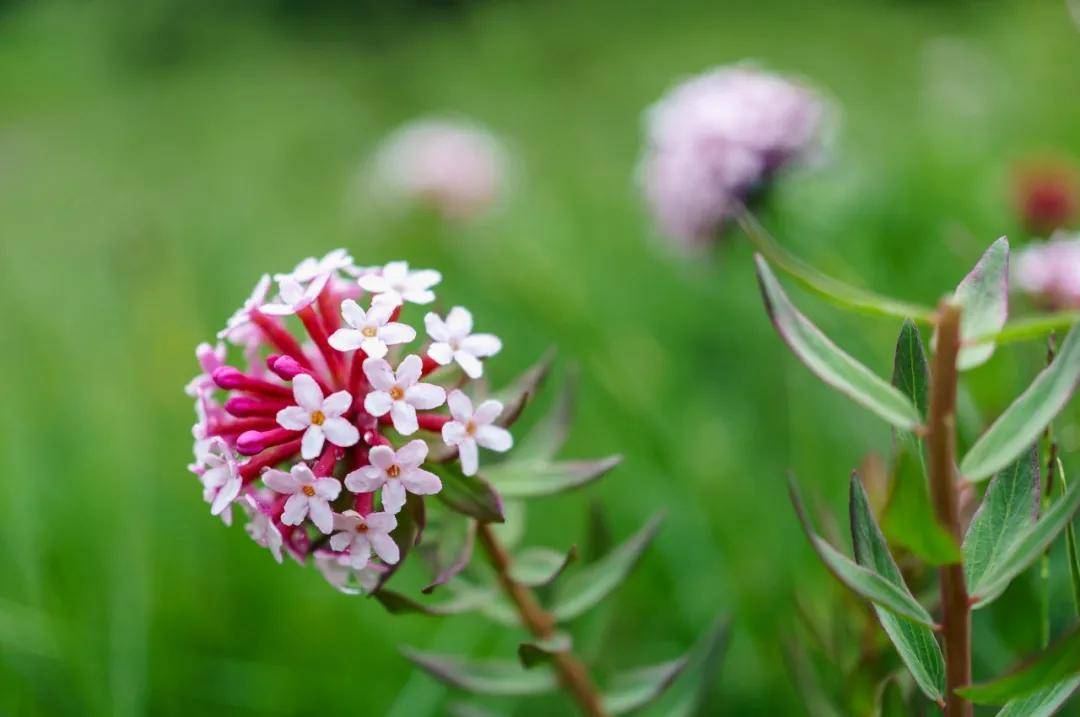 这种植物,就是 狼毒花.