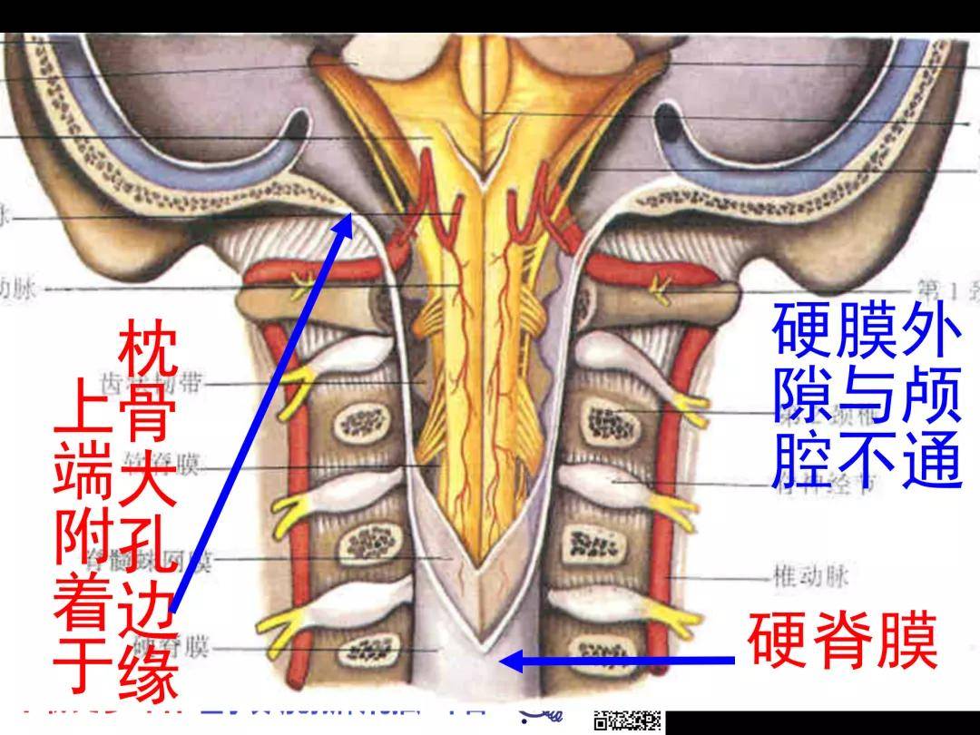 椎管解剖——腰麻,骶管麻醉基础