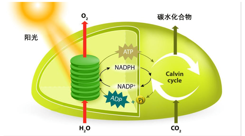 同一叶子在同一时间内,光合过程中吸收的co2与光呼吸和呼吸作用过程中