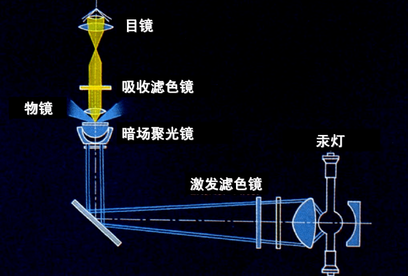 关于荧光显微镜最新的技术进展