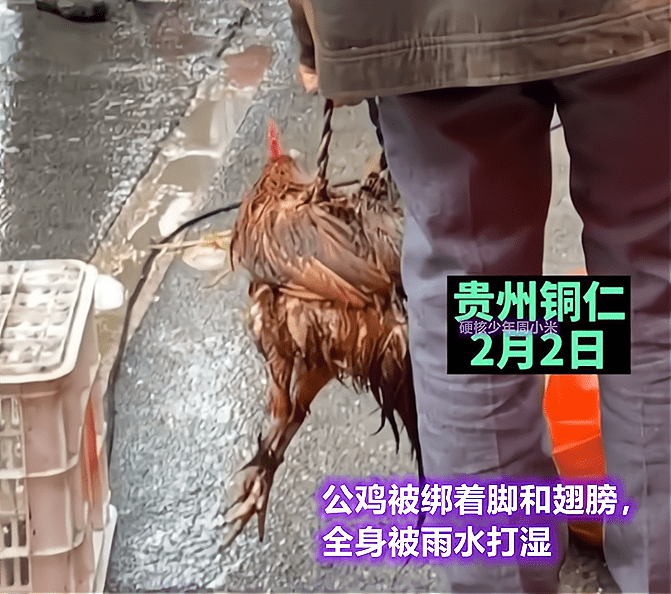 原创贵州铜仁老伯在雨中卖鸡一站就是几个小时鸡比人落魄