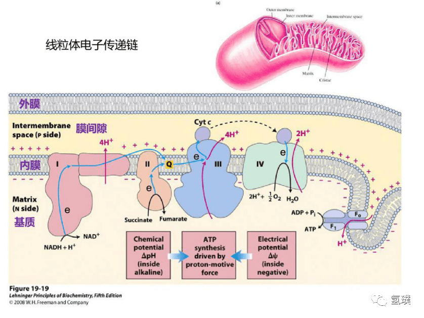 复合体(复合物Ⅰ,Ⅱ,Ⅲ,Ⅳ,Ⅴ)组成线粒体呼吸电子传递链(respiratory