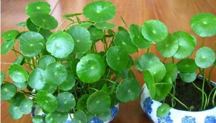 家里养这几款植物,好养易活不招虫,养在哪里都爆盆,好运到来