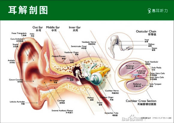 为什么听力下降都是从高频开始?