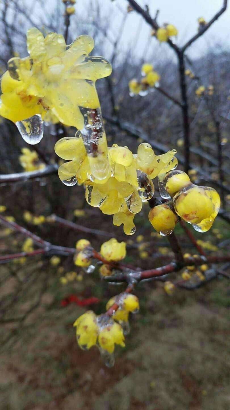 冰中的梅花依然绽放