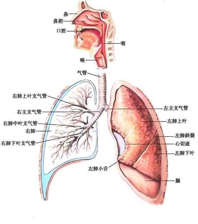 备考ifa 关于生理解剖,你必须要掌握这几张图【2】