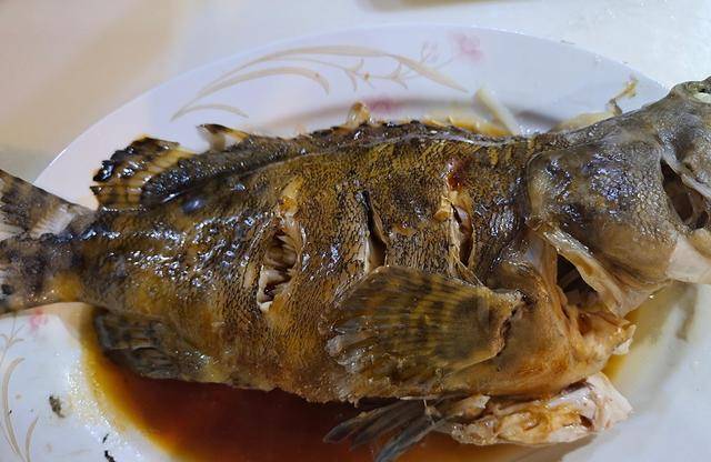 15块钱一斤的石斑鱼,教你清蒸石斑鱼的做法,肉质鲜嫩,营养丰富