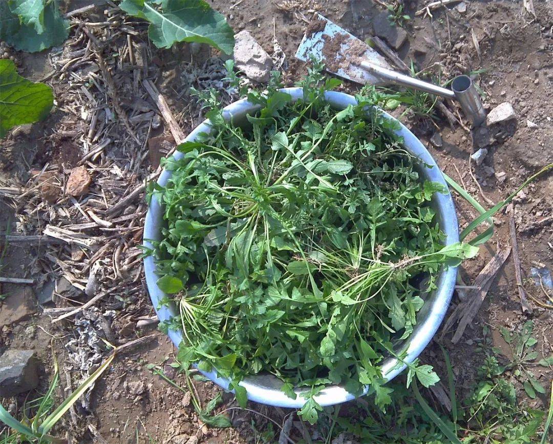 原创这一路边野菜,味道有点苦,常用来喂兔子,殊不知药食两用价值高