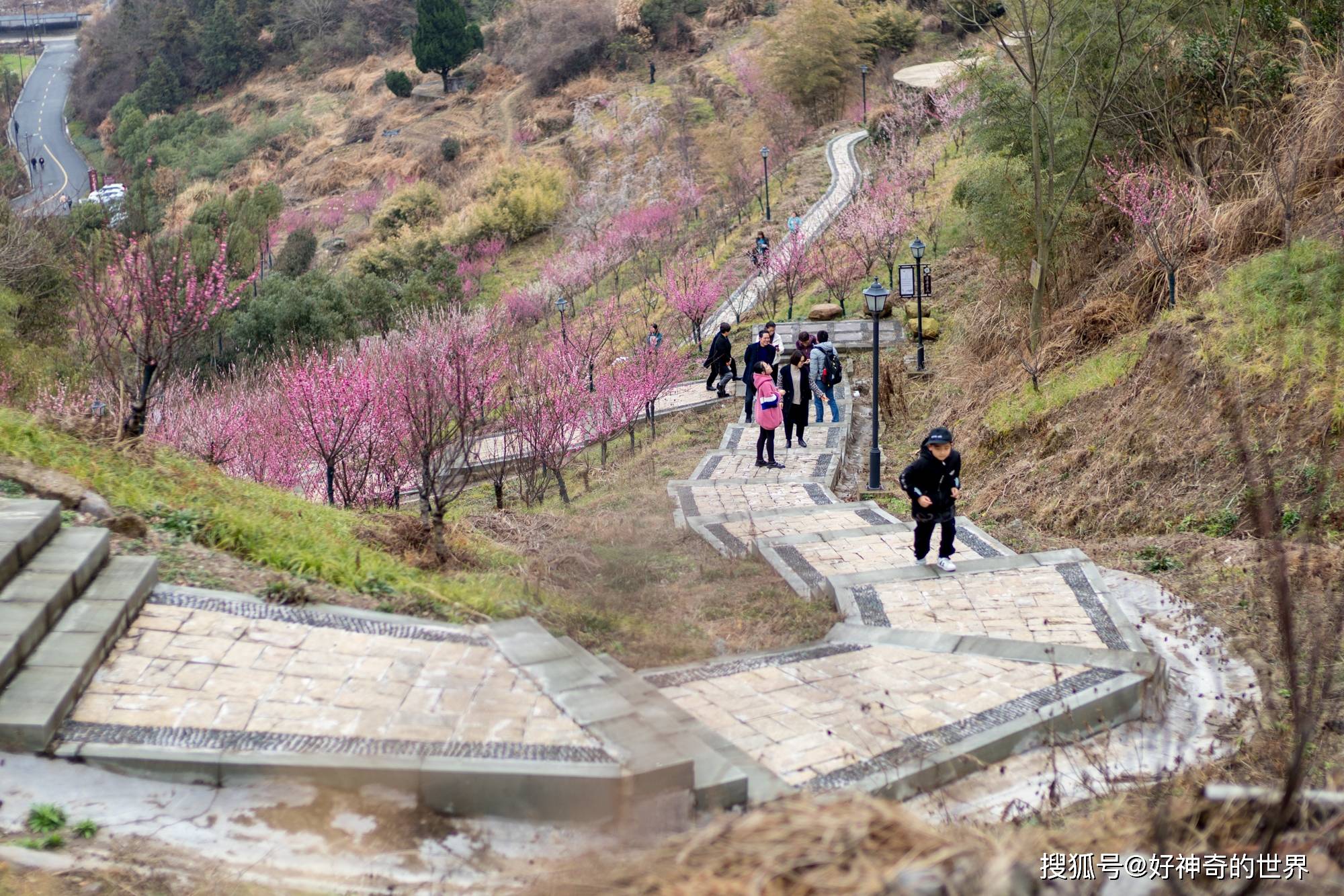 奉化新建村的梅花谷,找不到新的赏梅点的话,倒不如来松岙的梅花公园看