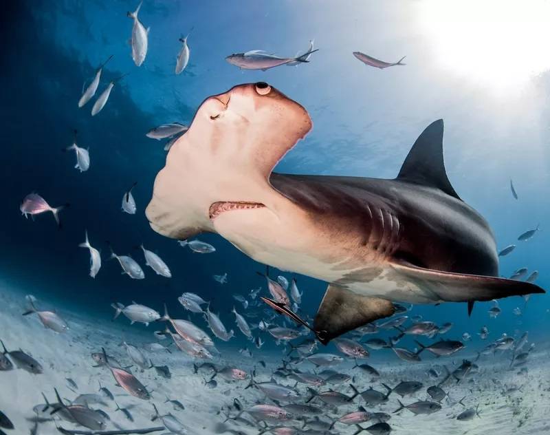 冷知识看过关于鲨鱼的电影那么你知道鲨鱼有哪些奇妙之处吗
