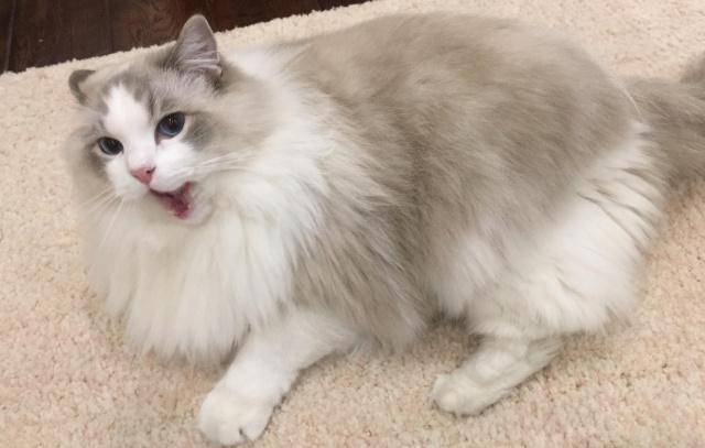 东方短毛猫