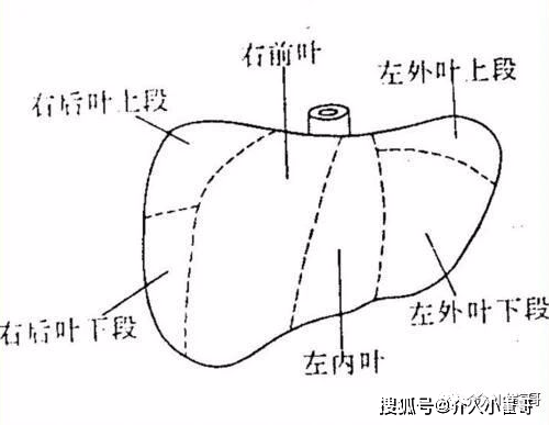 肝脏s8在哪里小崔哥为您讲解肝脏解剖位置