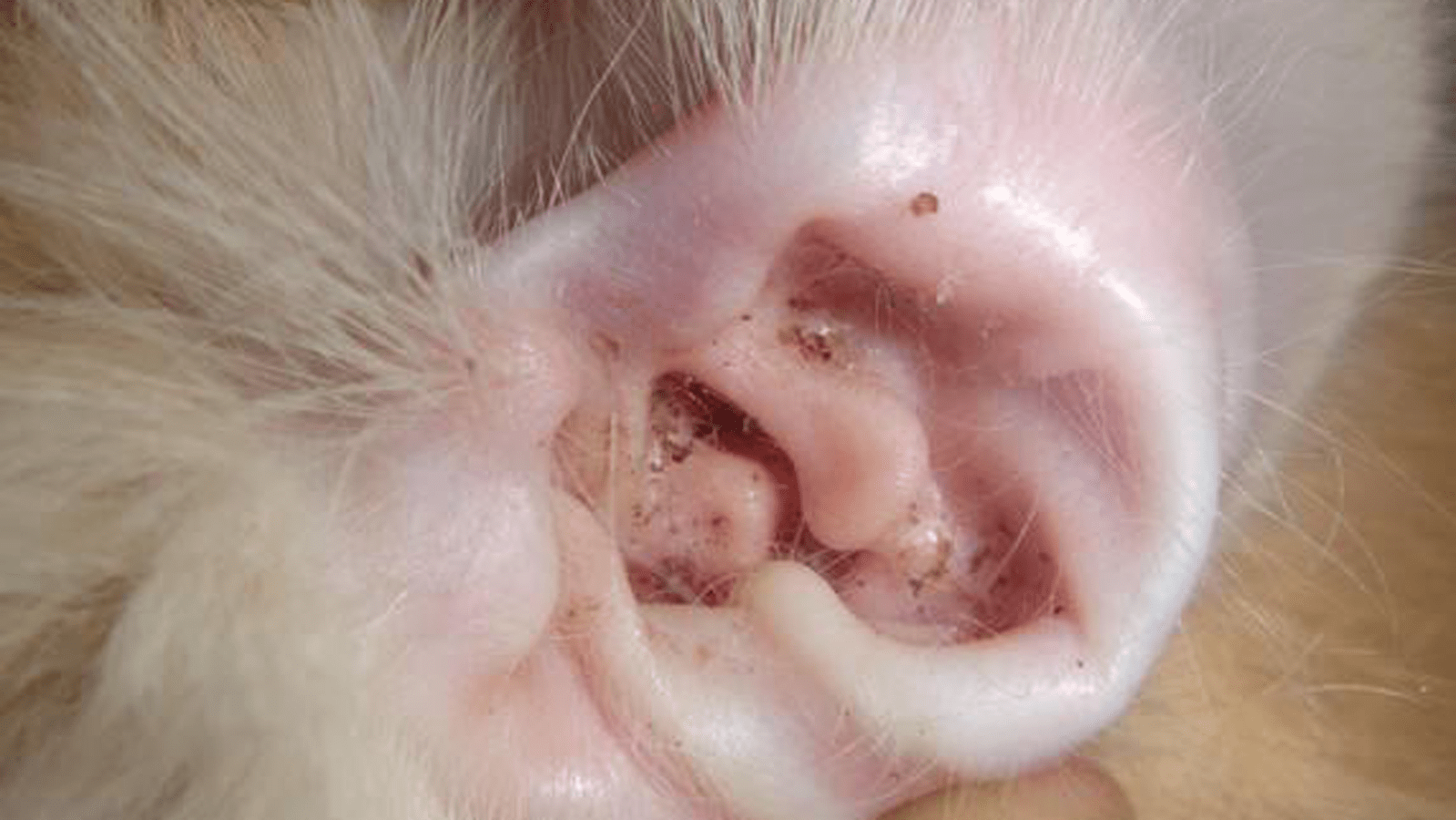 第二,马拉色菌: 患有马拉色菌的猫咪耳道中,同样会有黑褐色油泥样的