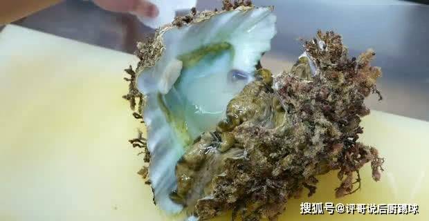 日本巨型海蛤蜊,模样好奇怪的一种海鲜,大家是否见过呢?