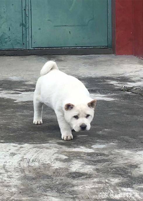 农村里正宗的土狗,基因不输柴犬,猎犬中的佼佼者