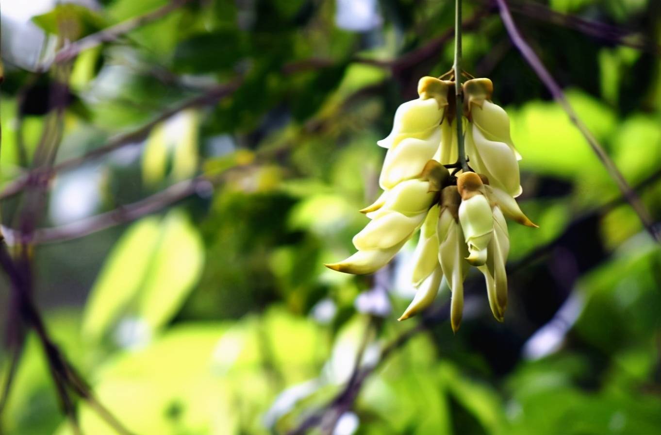 禾雀花已上线!盛兴中英文学校邀你相约,共赴一场春日盛宴