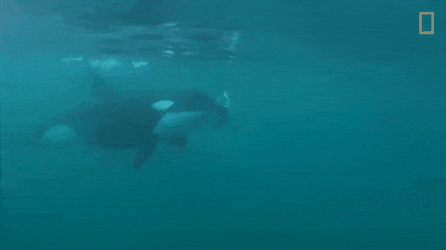 座头鲸来都来了顺便报个仇吧虎鲸你神经病啊