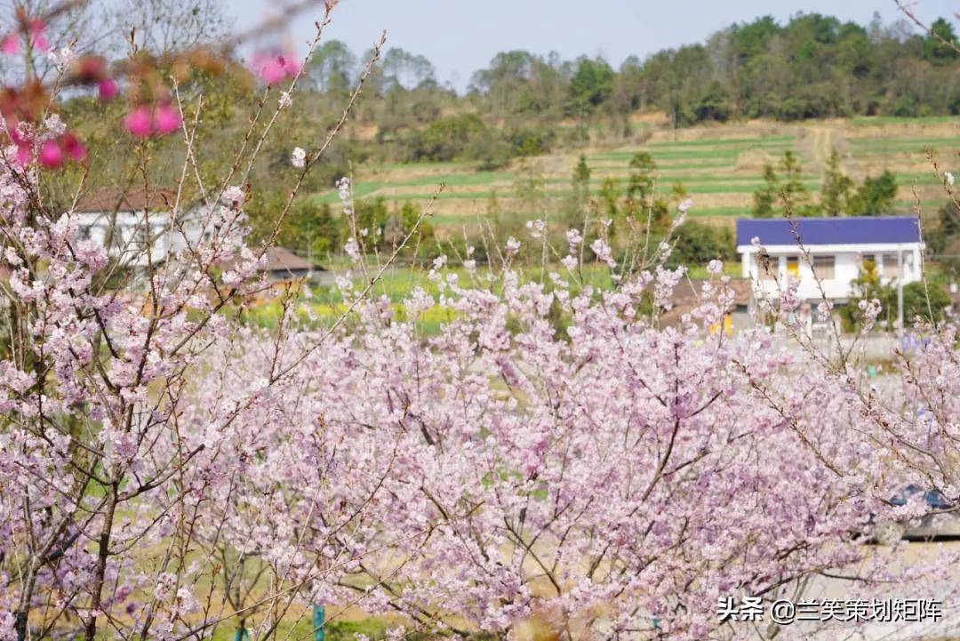 2021常德首届樱花节诗意飘舞