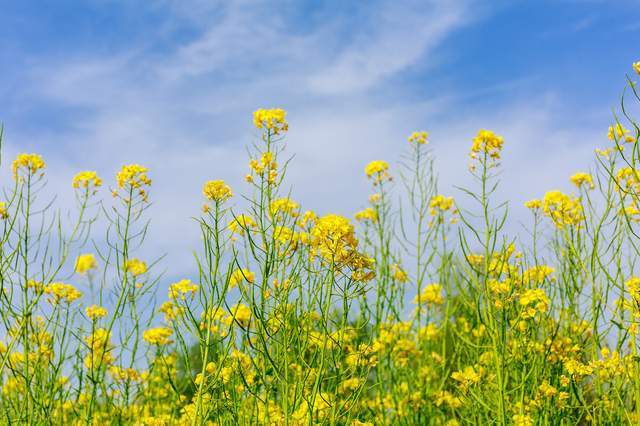 了解一下油菜花比观赏性更高的实用价值