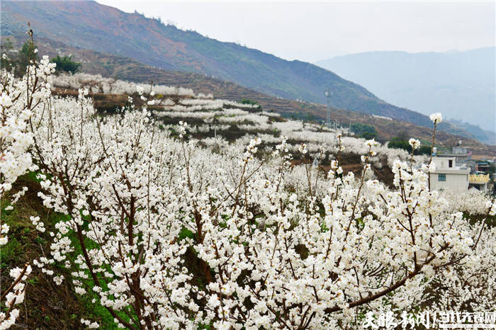 六盘水水城区发耳镇樱花烂漫迎新春