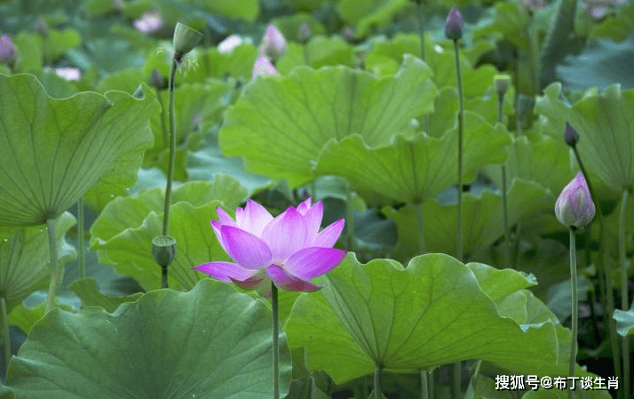 2月下旬,赚足财帛,天赐好运,日子幸福安康的四大生肖