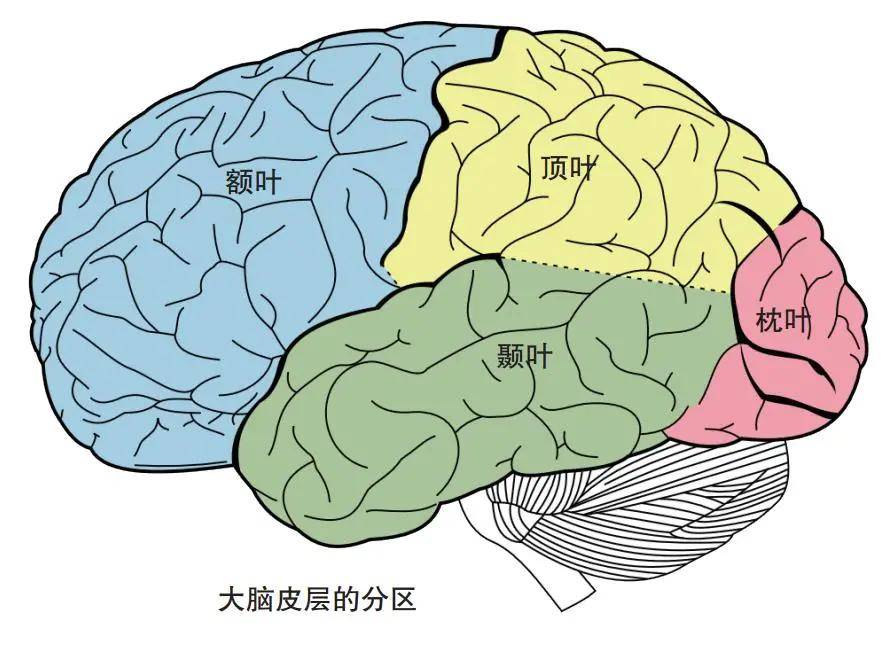 人的大脑分左右两个半球,平均每个半球60个区,共计