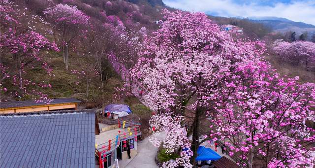 九皇山一期辛夷花(即花溪景王家大院)预计2月底,3月初进入盛花期.