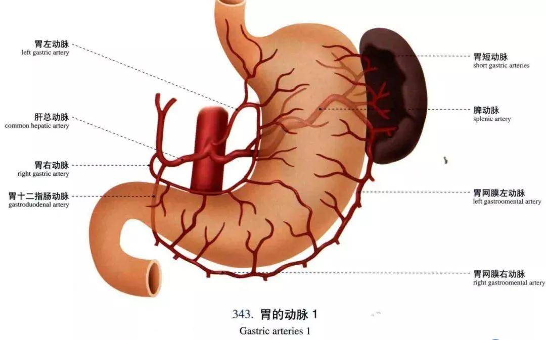 史上最牛的医学图谱